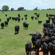 Un rebaño de vacas Brangus. Foto: AgriLife Today / Flickr